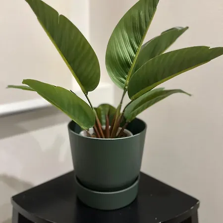 Appartement Lux In Historical Center Of *